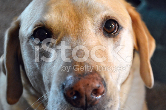 Yellow Lab royalty-free stock photo